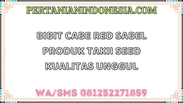 Bibit Cabe Red Sabel Produk Takii Seed Kualitas Unggul